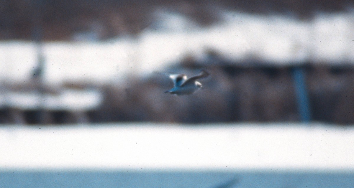 Ross's Gull - ML639663045