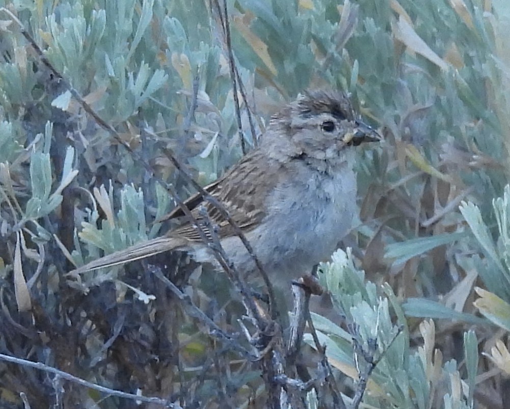 Карнатка лучна - ML639663082