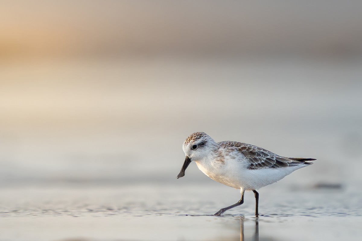 Spoon-billed Sandpiper - ML639663282