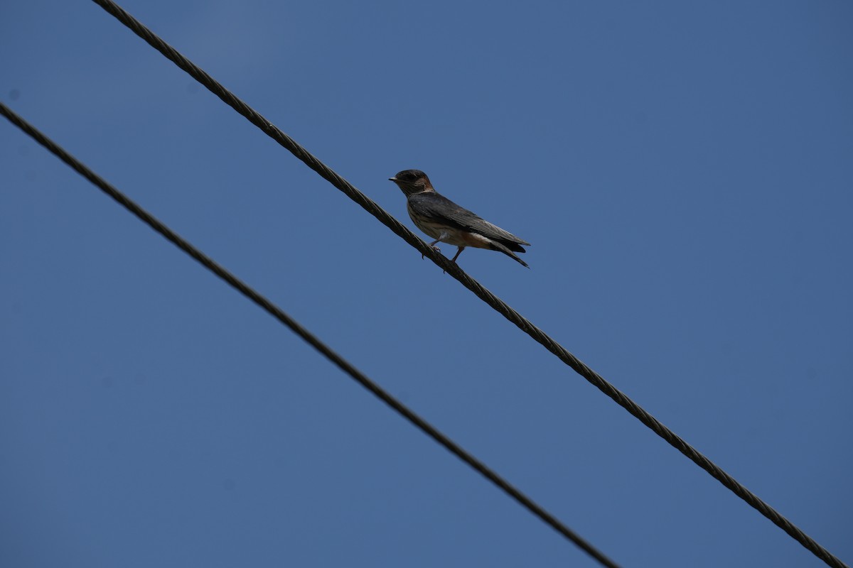 Eastern Red-rumped Swallow - ML639663410