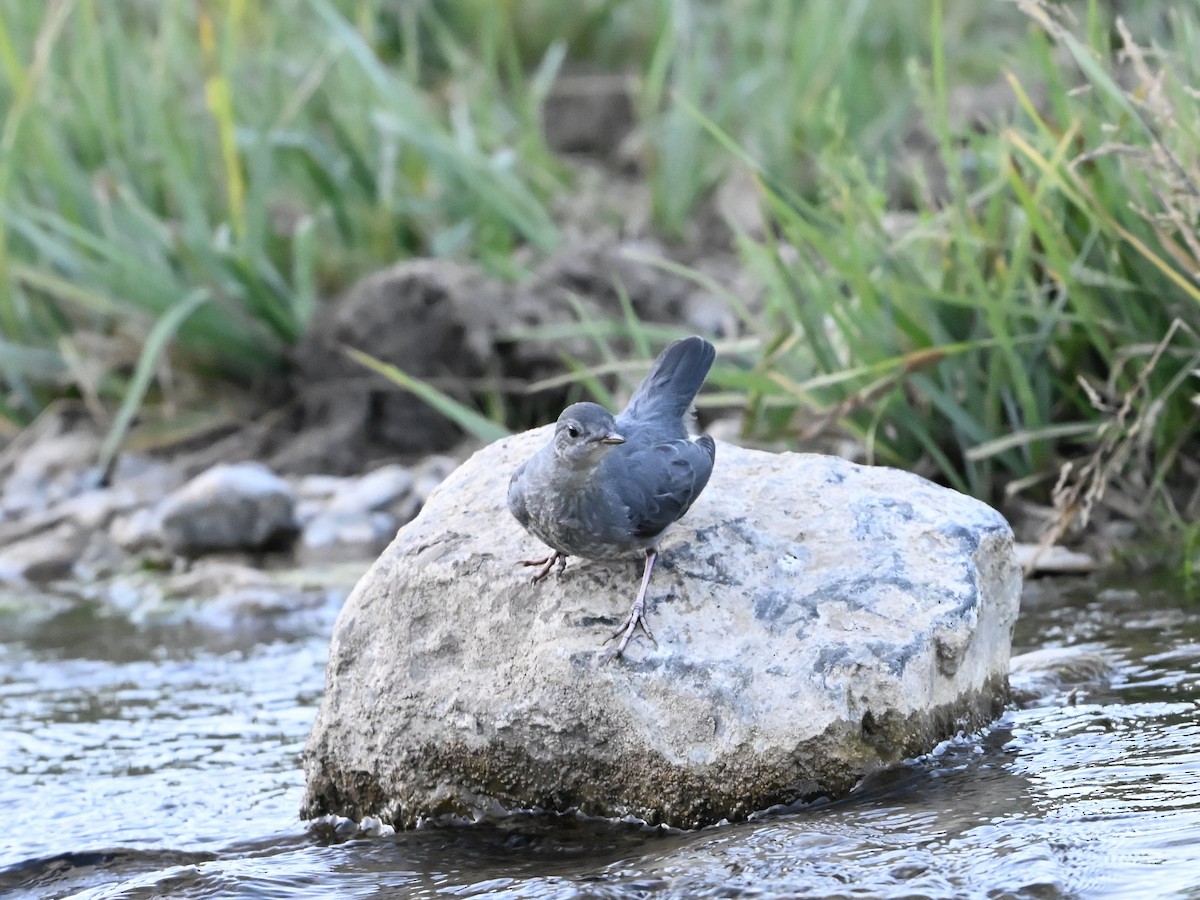American Dipper - ML639663515