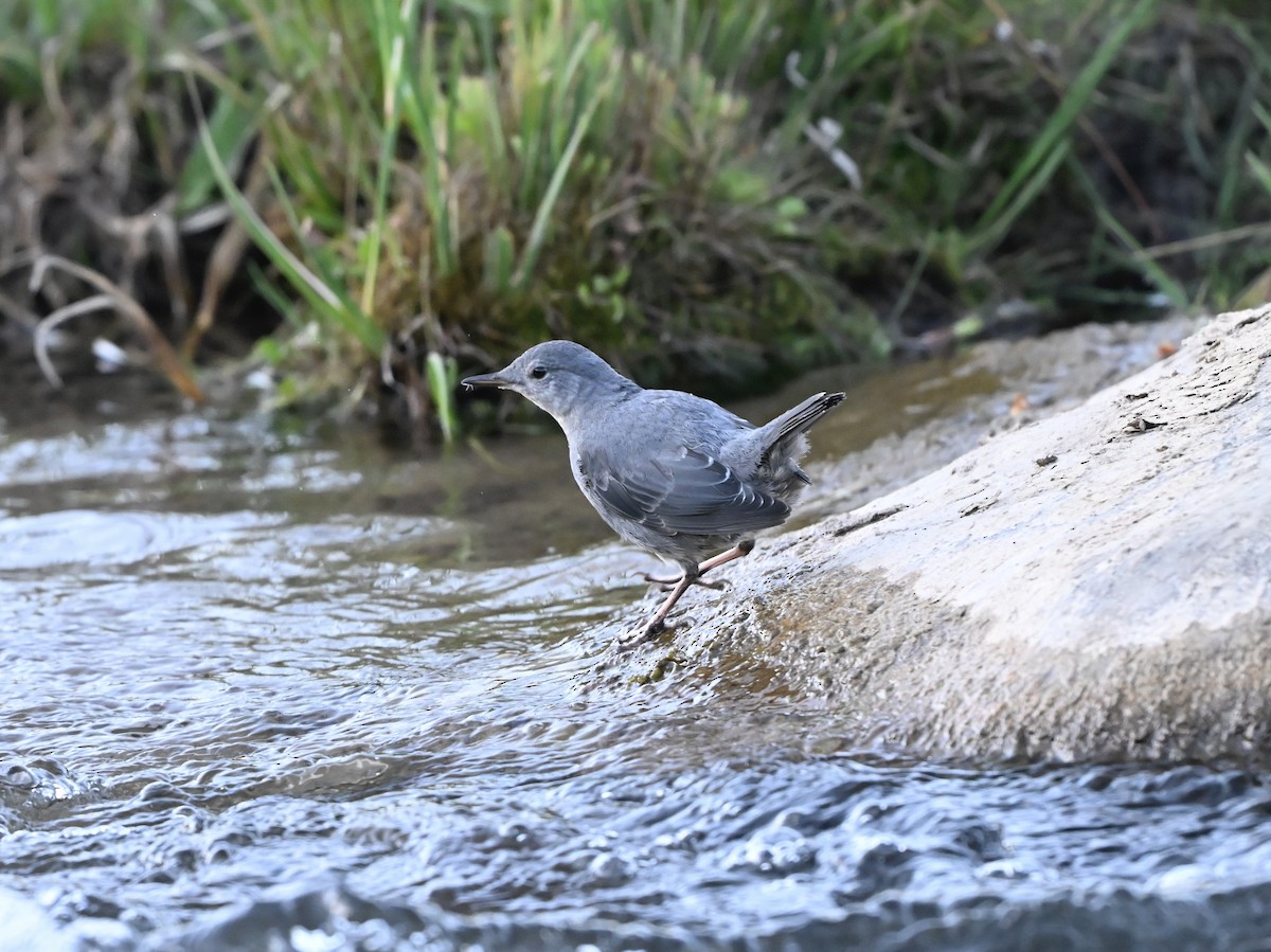 American Dipper - ML639663517