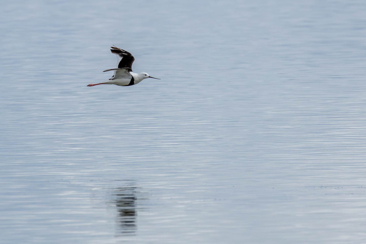 Banded Stilt - ML639663555
