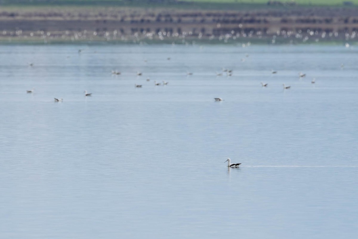 Banded Stilt - ML639663556