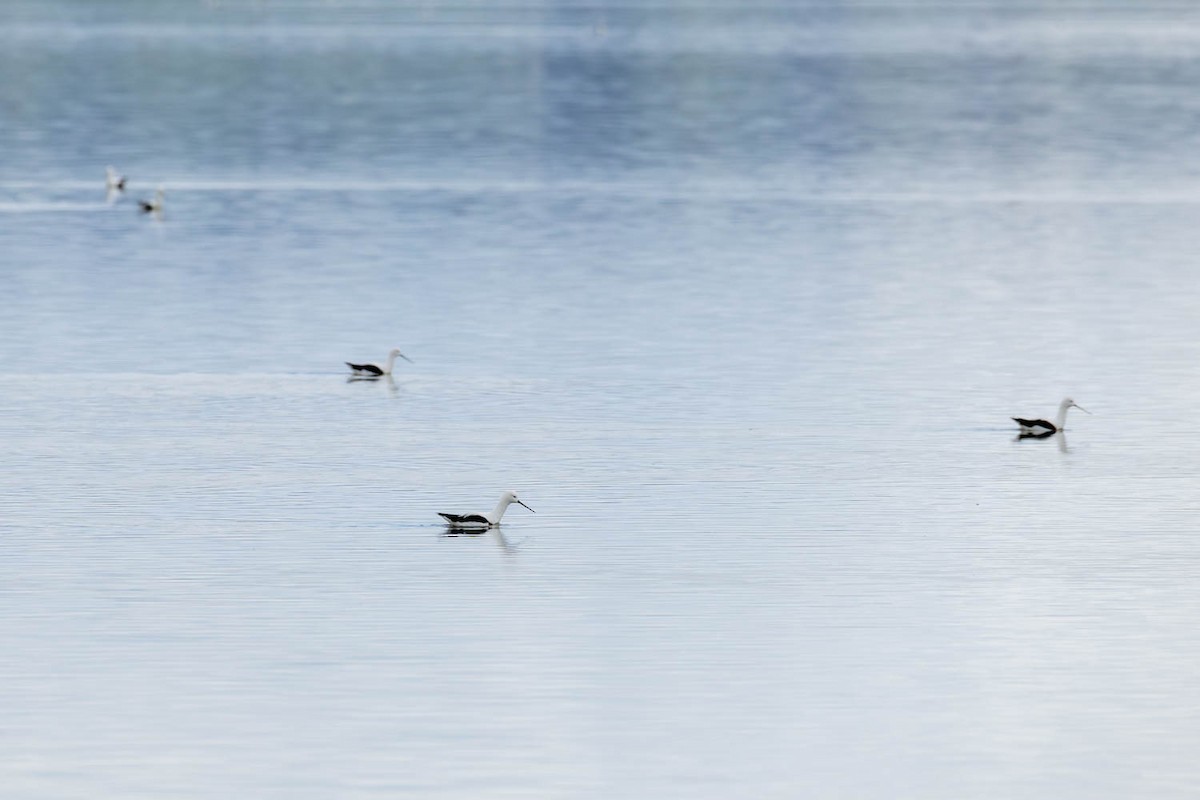 Banded Stilt - ML639663557