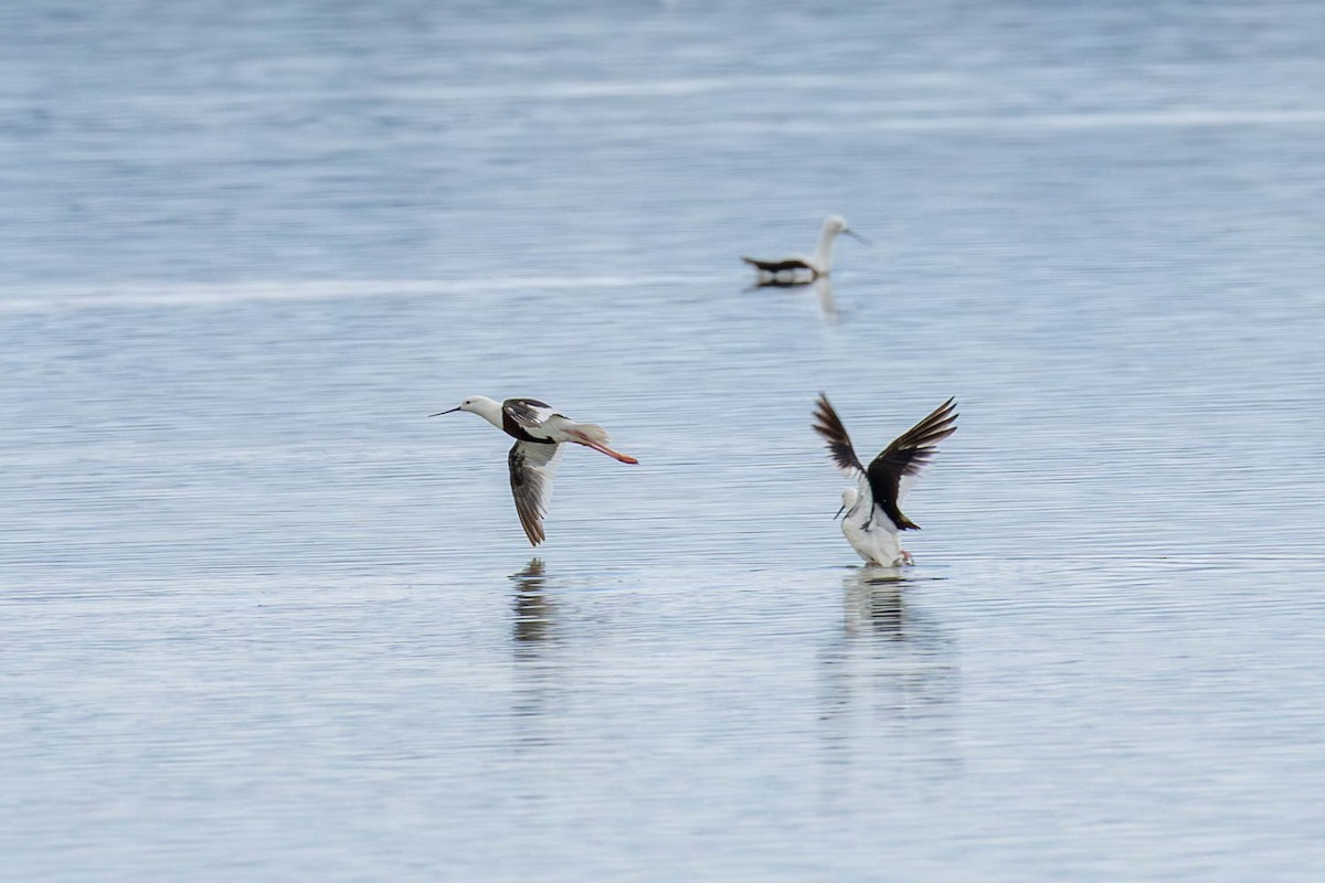 Banded Stilt - ML639663558