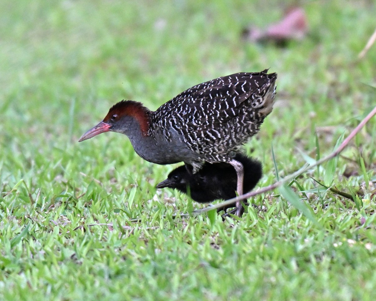 Slaty-breasted Rail - ML639663597