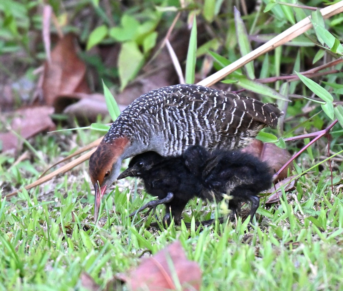 Slaty-breasted Rail - ML639663598