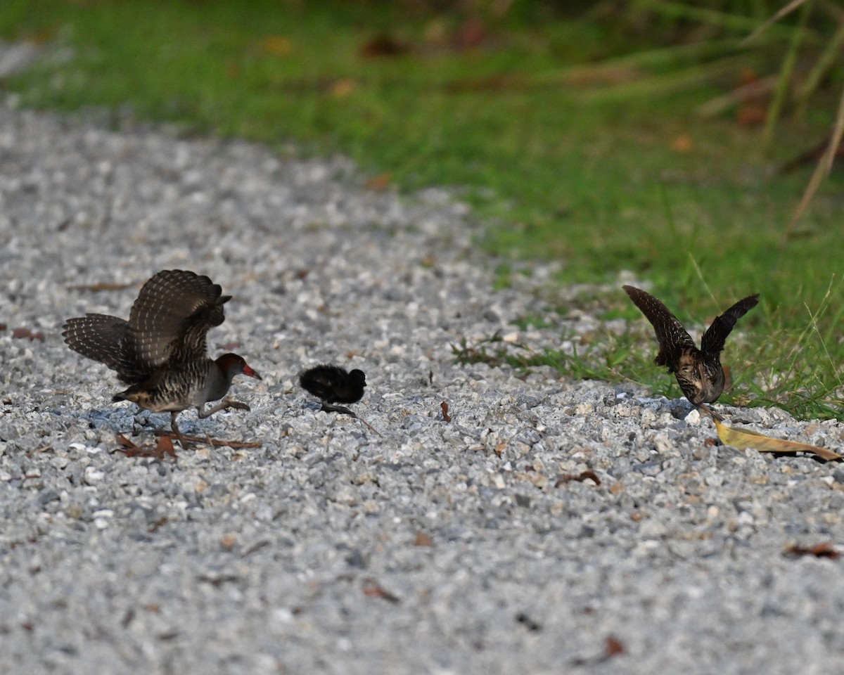 Slaty-breasted Rail - ML639663599