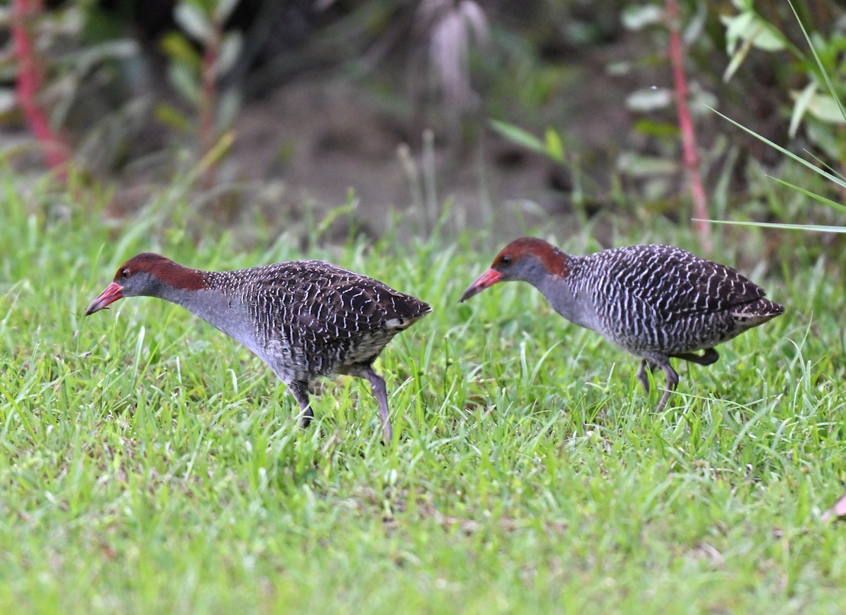 Slaty-breasted Rail - ML639663600