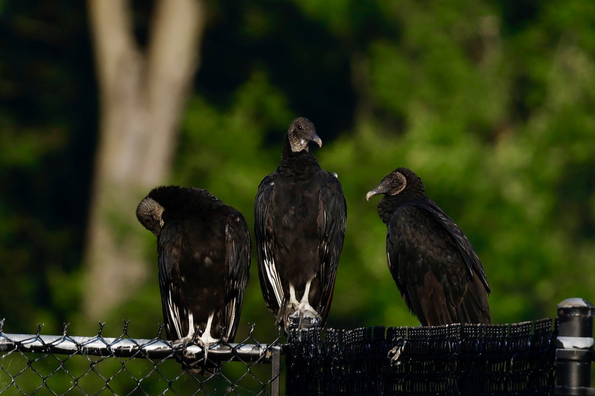 Black Vulture - ML639663689