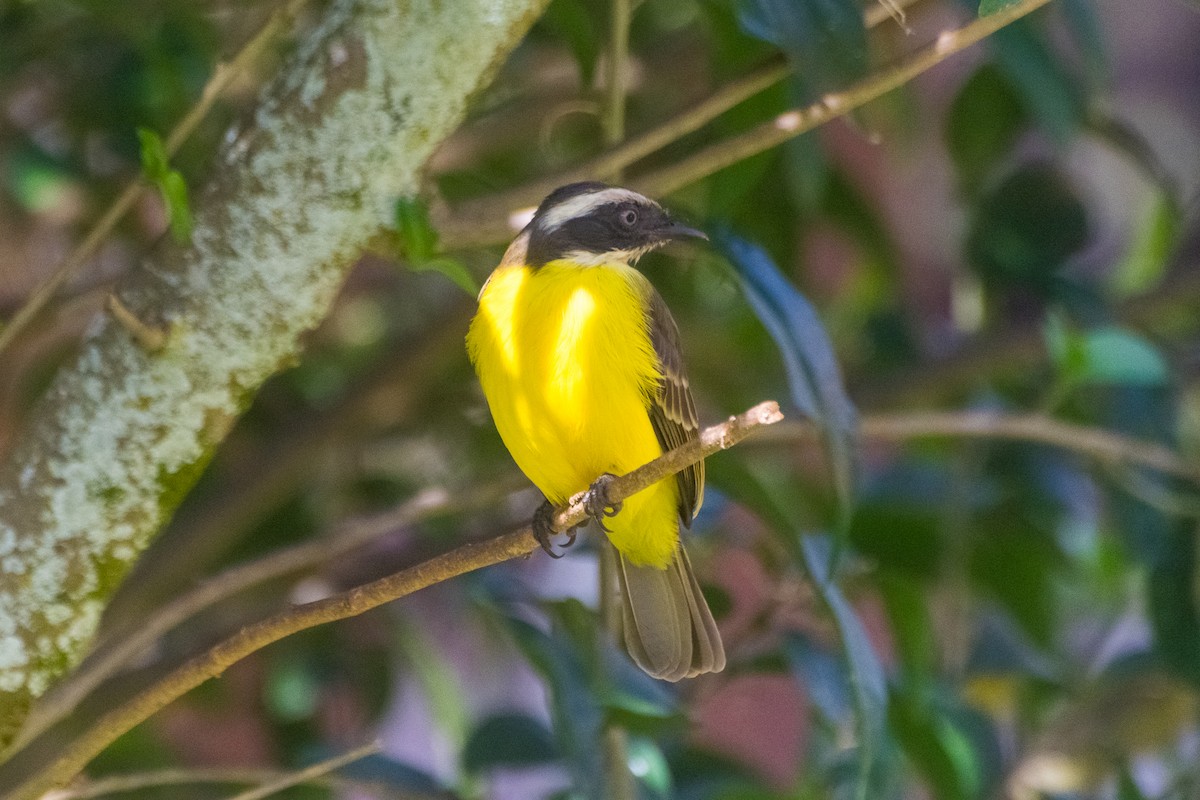 Social Flycatcher - ML639663744