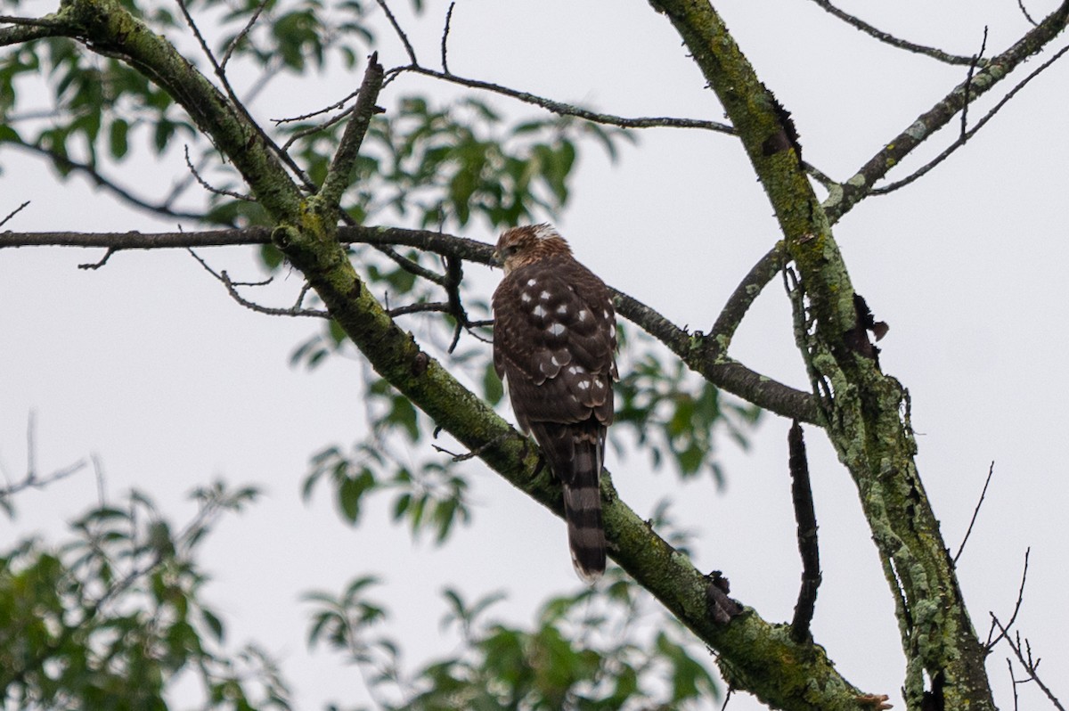 Cooper's Hawk - ML639663748