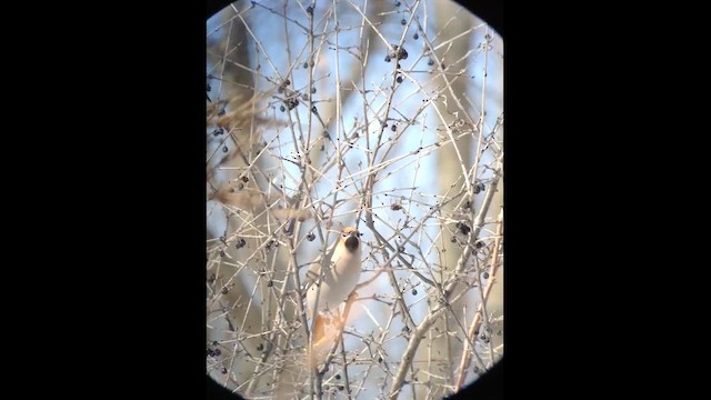 Bohemian Waxwing - ML639663781