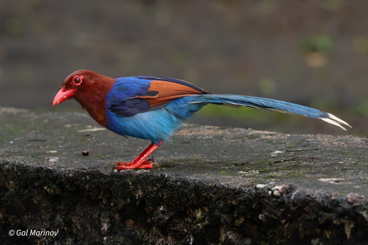 Sri Lanka Blue-Magpie - ML639663814