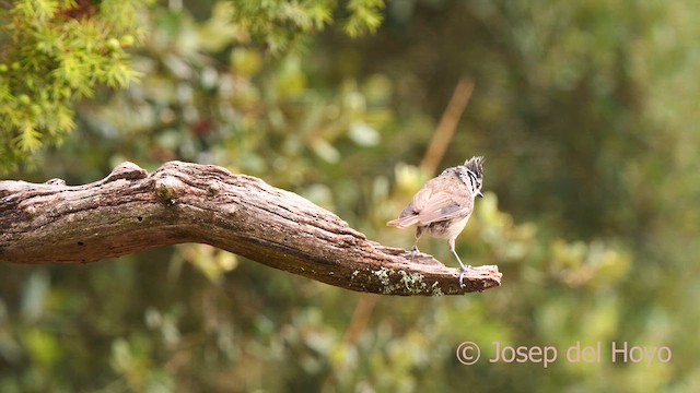 Mésange huppée - ML639663832