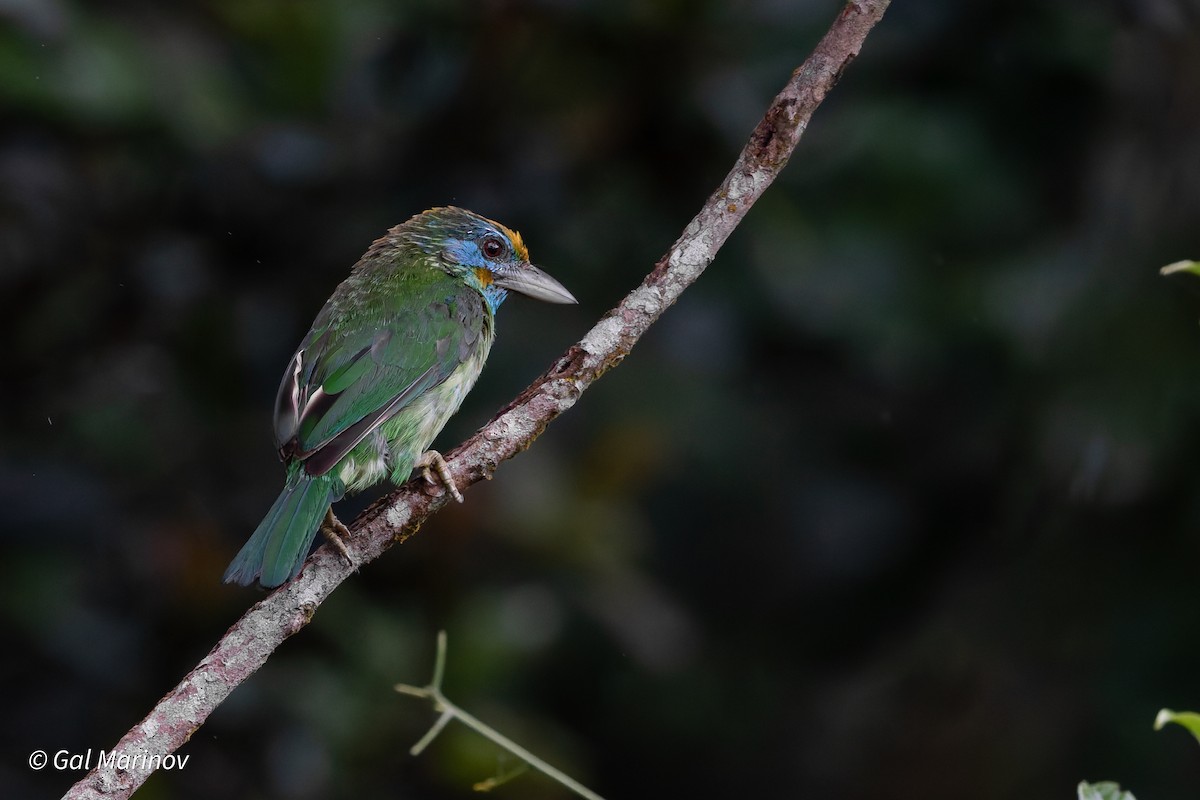 Yellow-fronted Barbet - ML639663834