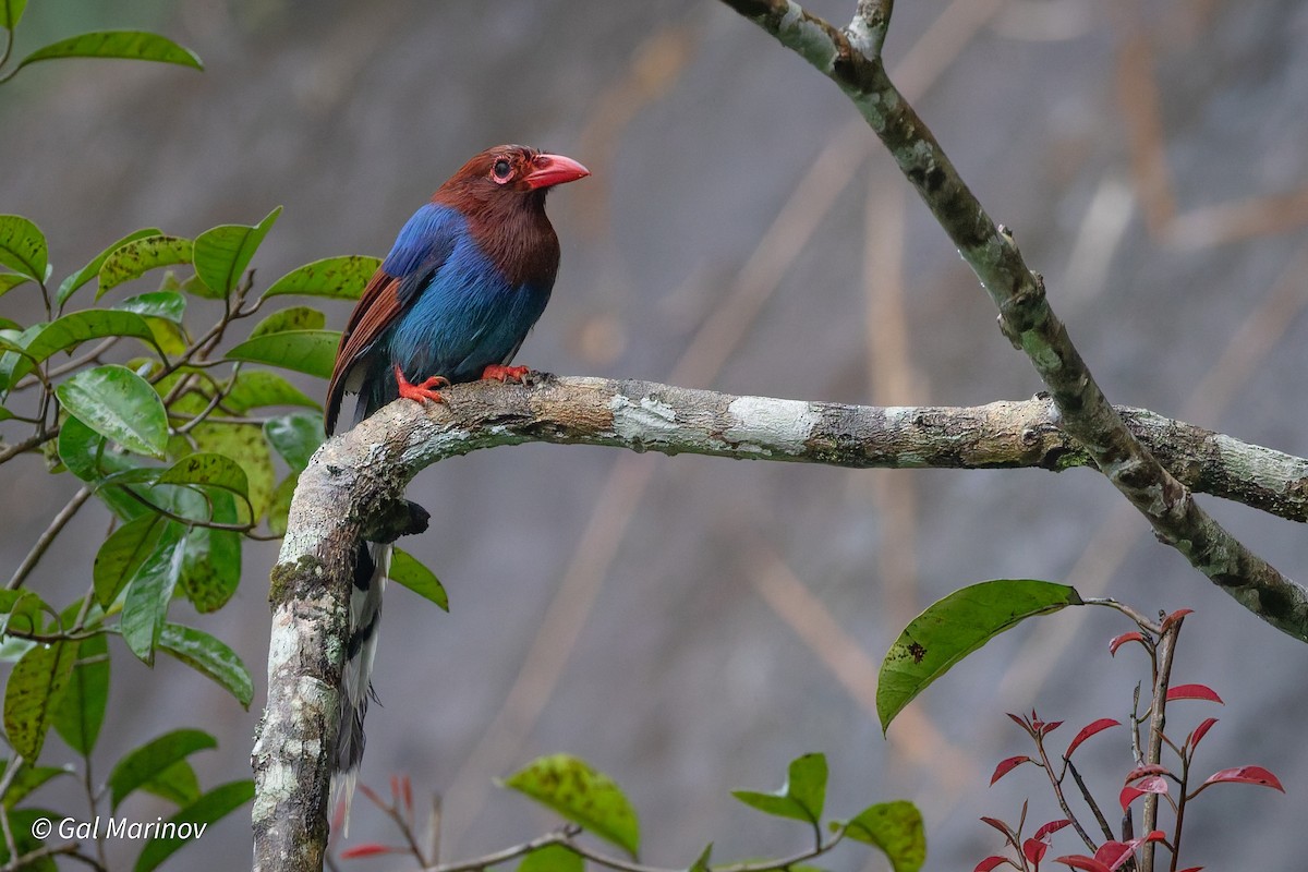 Sri Lanka Blue-Magpie - ML639663838