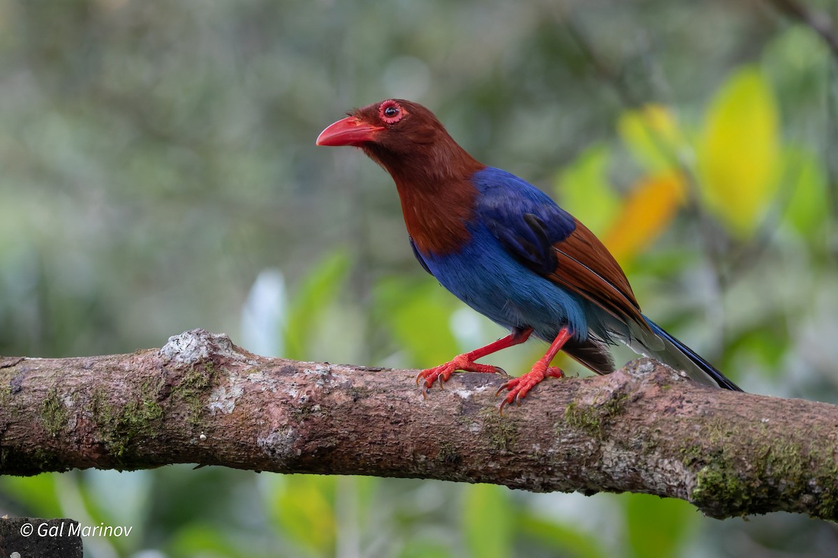 Sri Lanka Blue-Magpie - ML639663856