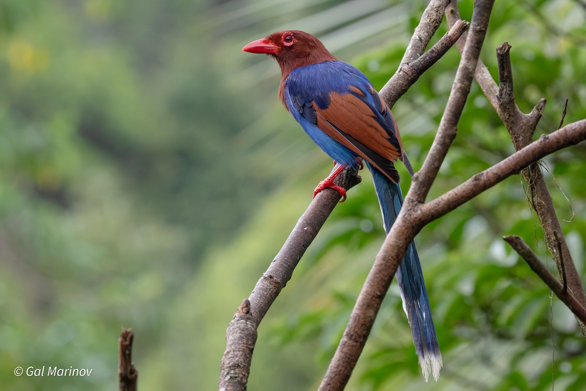 Sri Lanka Blue-Magpie - ML639663857
