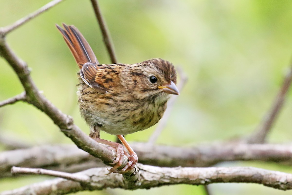 Swamp Sparrow - ML639663860