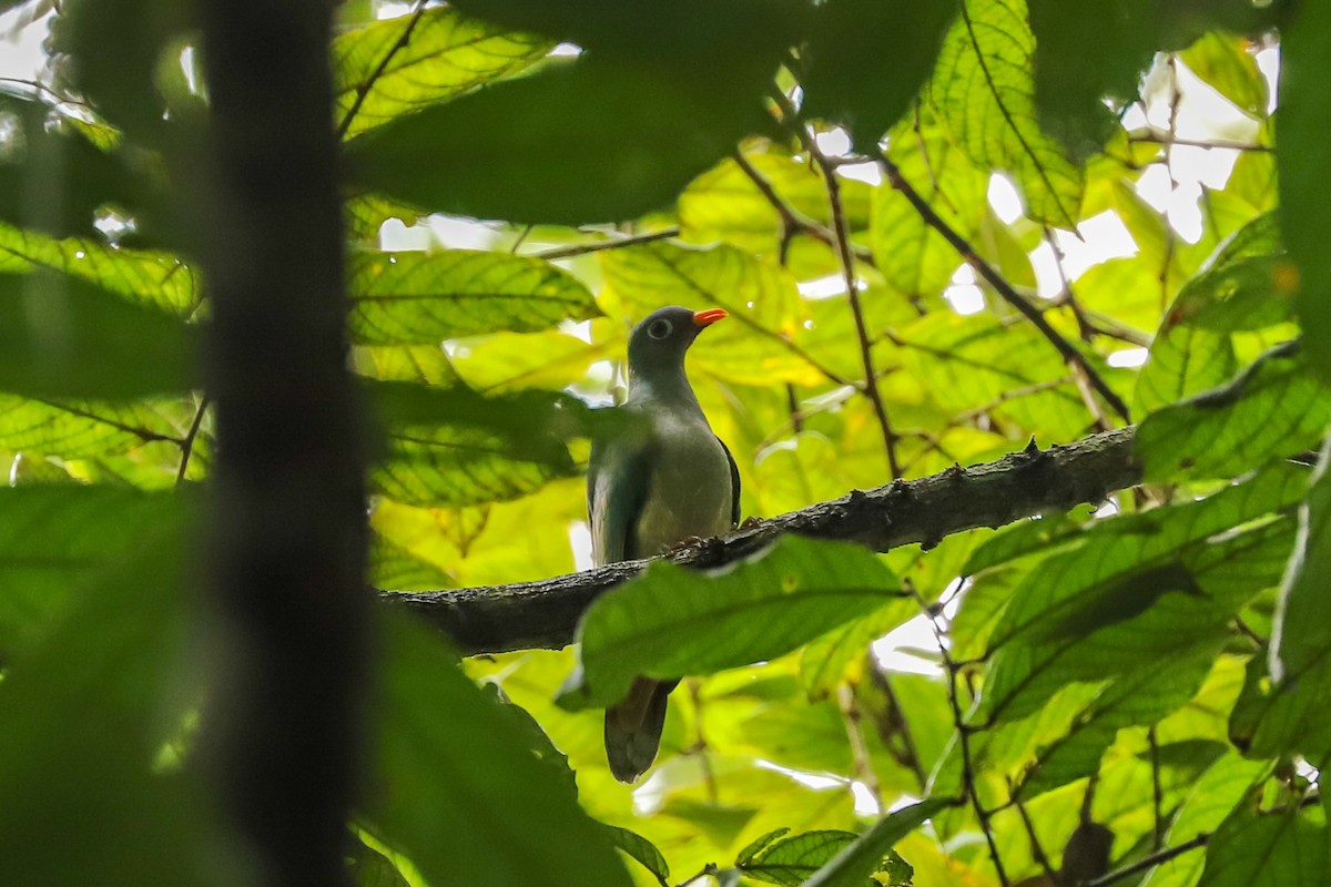 Jambu Fruit-Dove - ML639663889