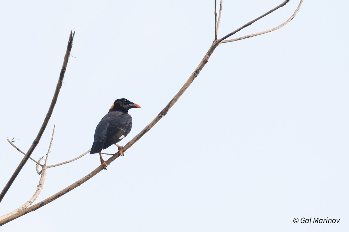 Sri Lanka Myna - ML639663954