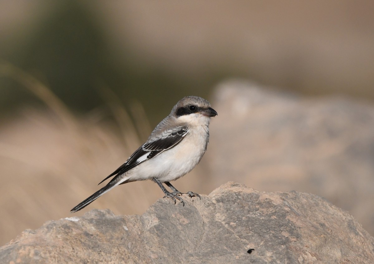Lesser Gray Shrike - ML639663963