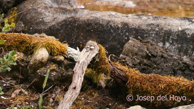 Mésange huppée - ML639663973