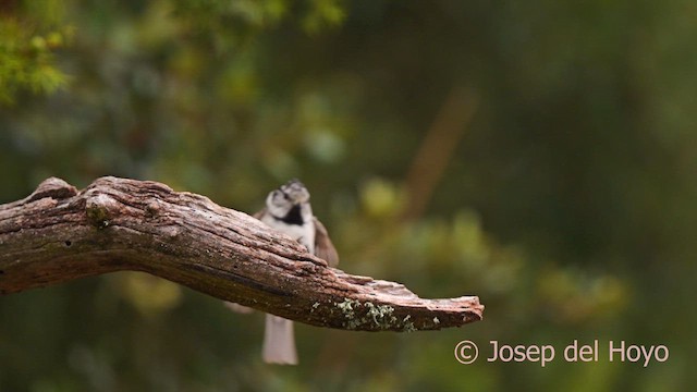 Mésange huppée - ML639664082