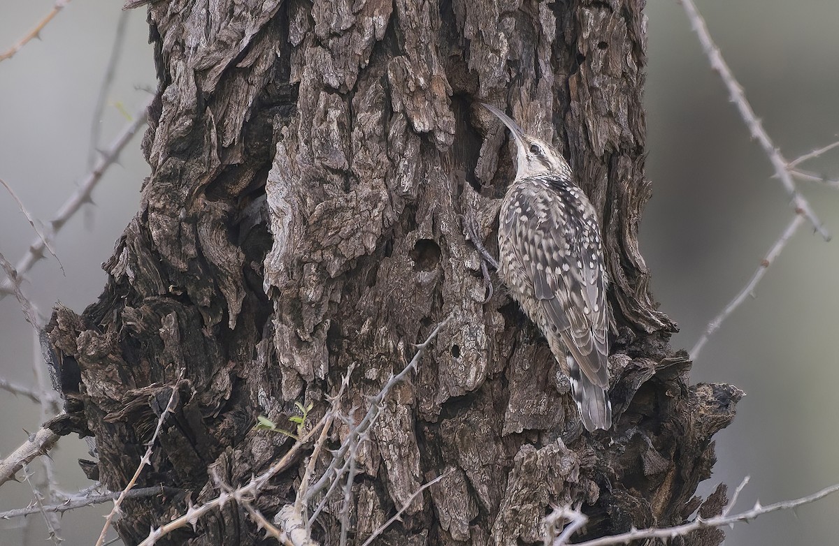 Indian Spotted Creeper - ML639664152