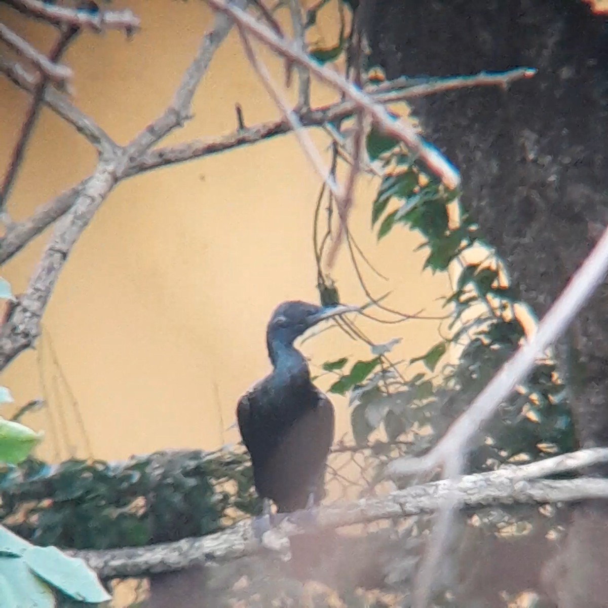 Indian Cormorant - ML639664213