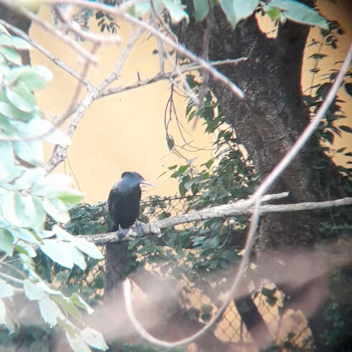 Indian Cormorant - ML639664219