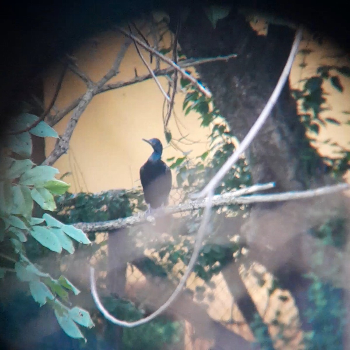 Indian Cormorant - ML639664224