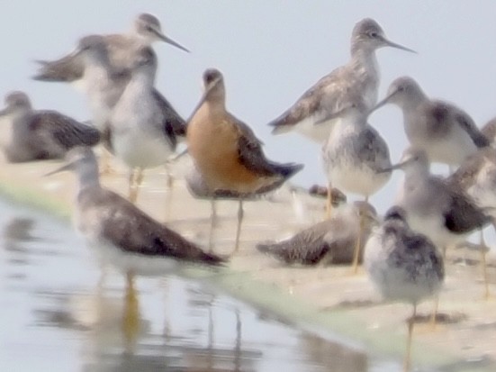 Short-billed/Long-billed Dowitcher - ML639664237