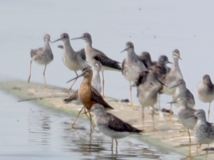 Short-billed/Long-billed Dowitcher - ML639664238
