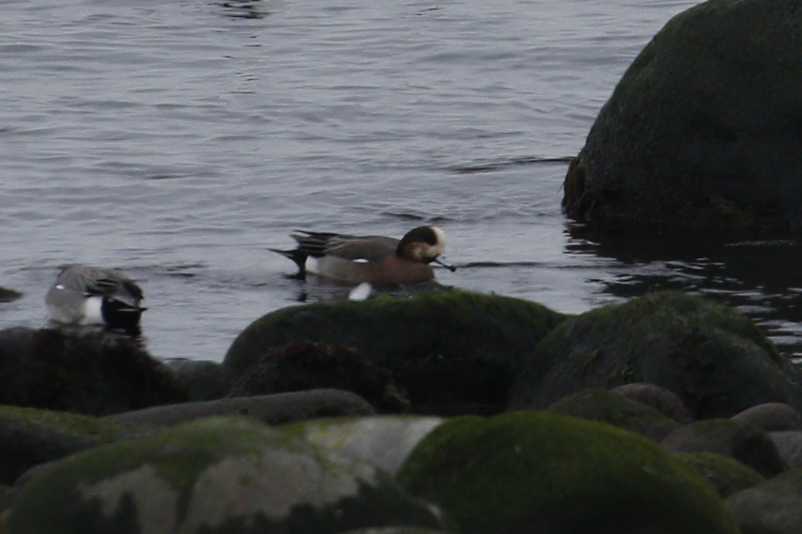 Eurasian x American Wigeon (hybrid) - ML639664274