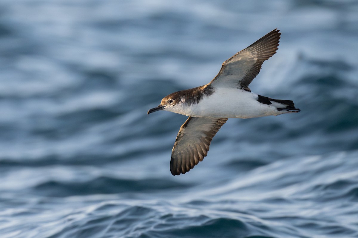 Manx Shearwater - ML639664290