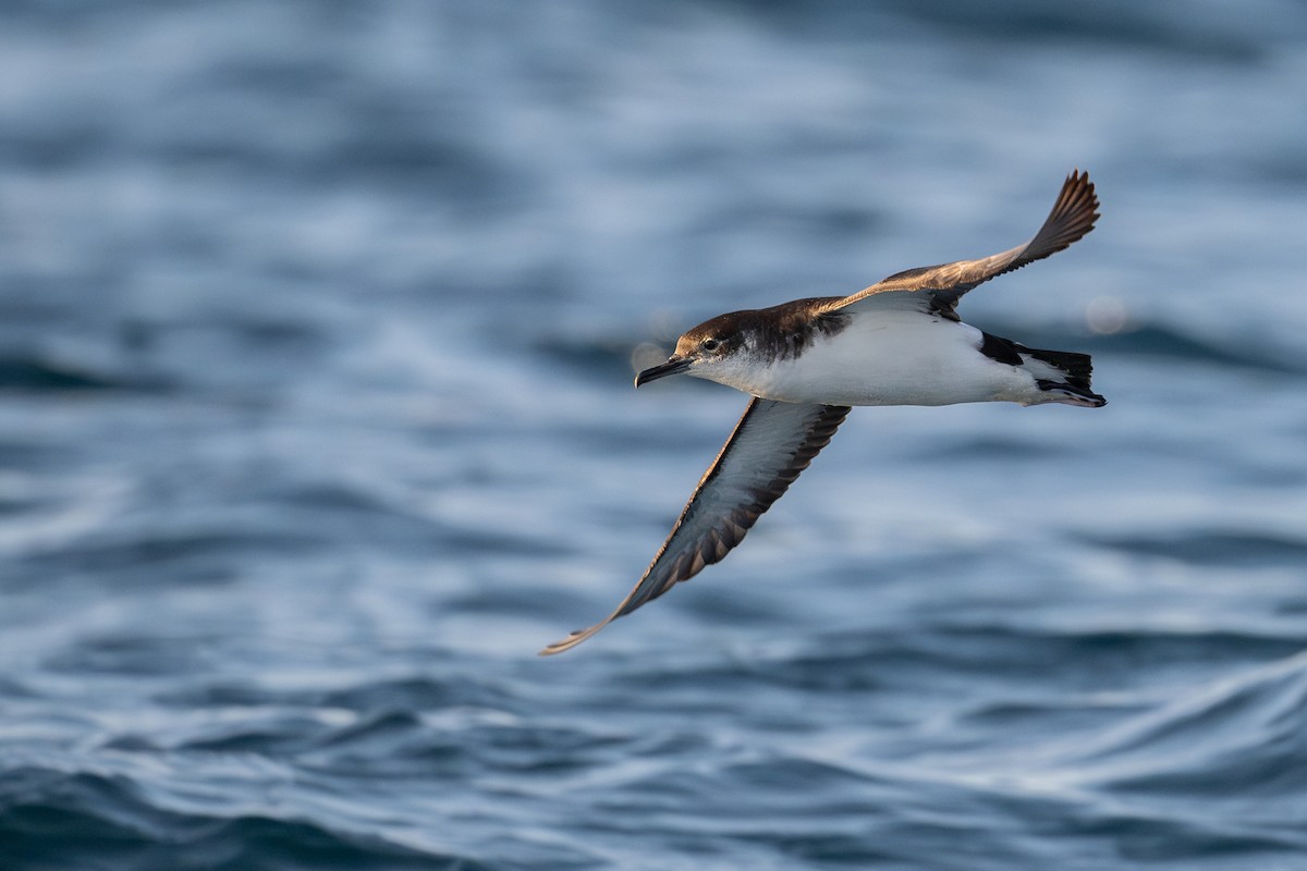 Manx Shearwater - ML639664291