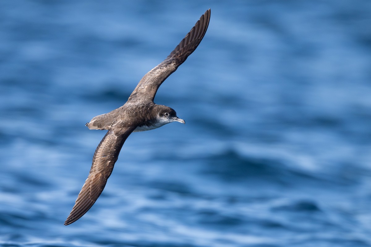 Manx Shearwater - ML639664292
