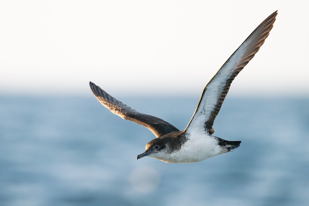 Manx Shearwater - ML639664293
