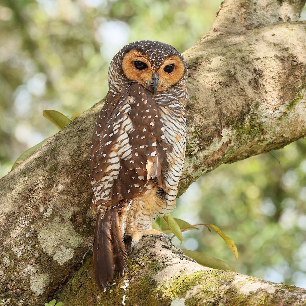 Spotted Wood-Owl - ML639664319