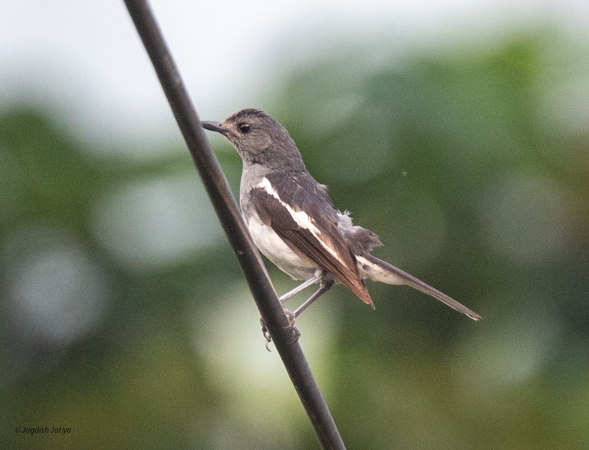 Oriental Magpie-Robin - ML639664335