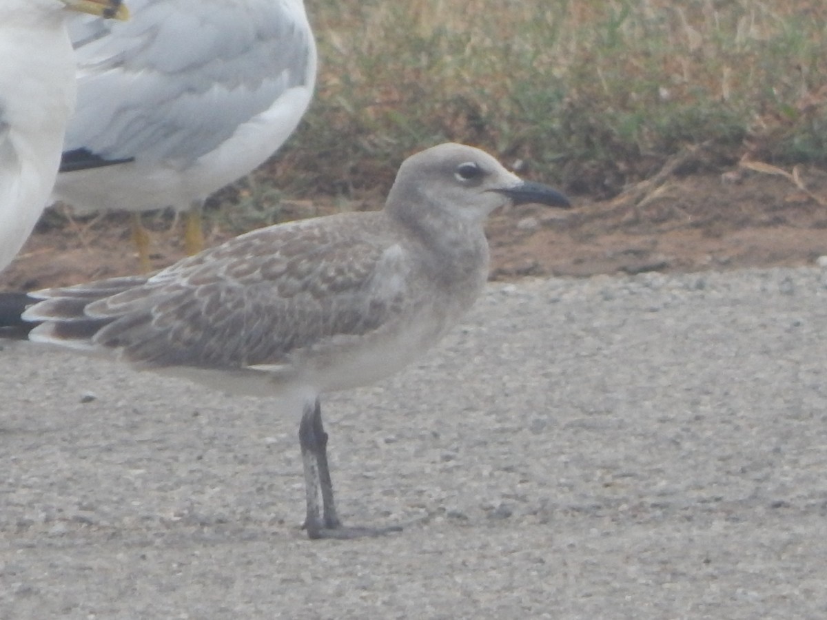 Laughing Gull - ML639664349