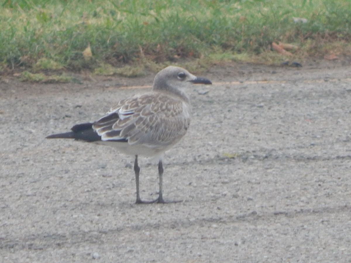 Laughing Gull - ML639664354