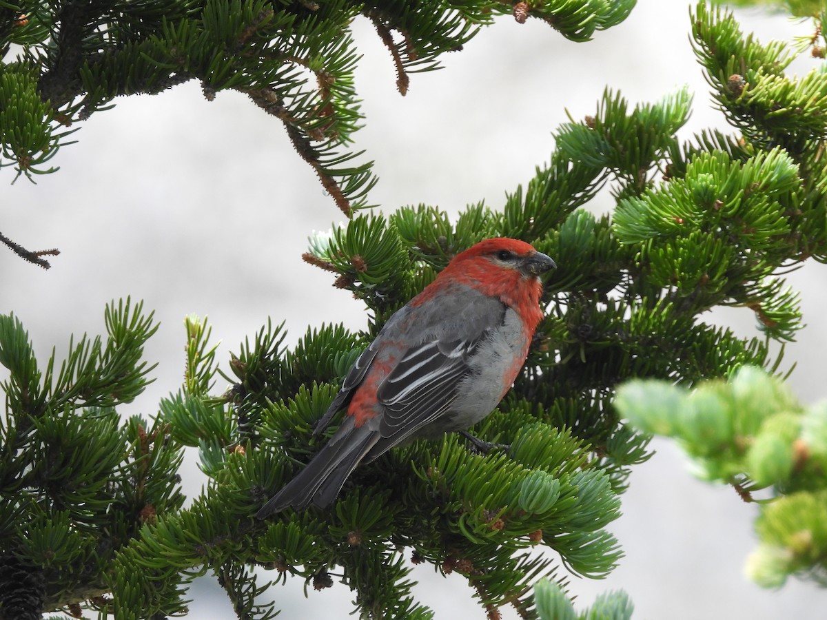 Pine Grosbeak - ML639664367