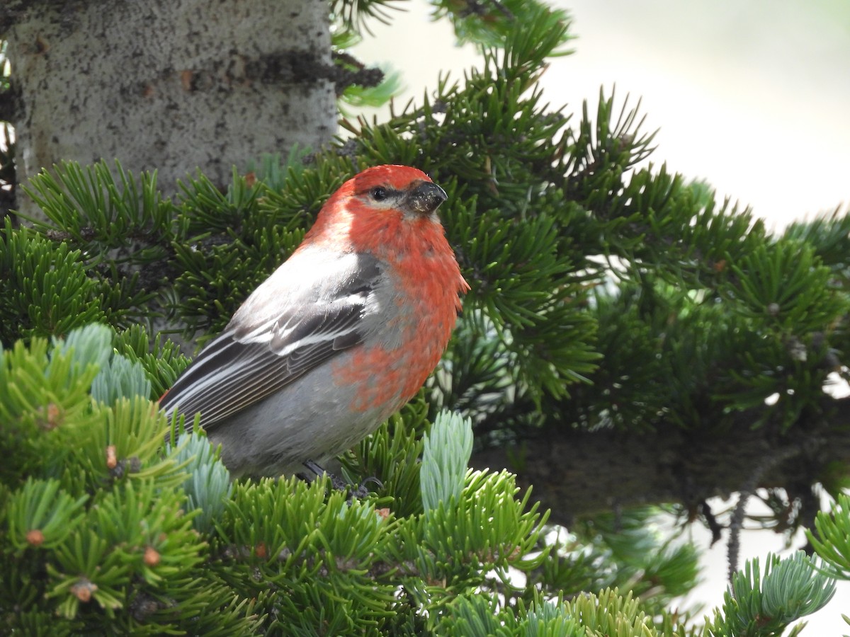 Pine Grosbeak - ML639664368