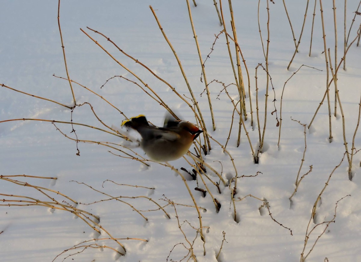 Bohemian Waxwing - ML639664414