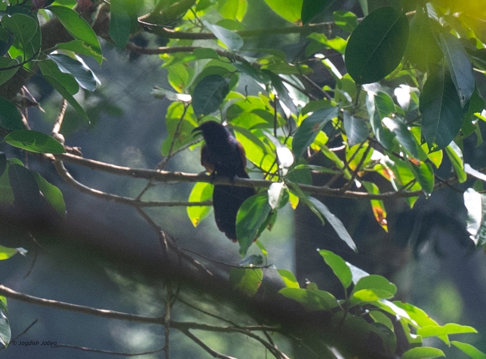 Greater Coucal - ML639664453