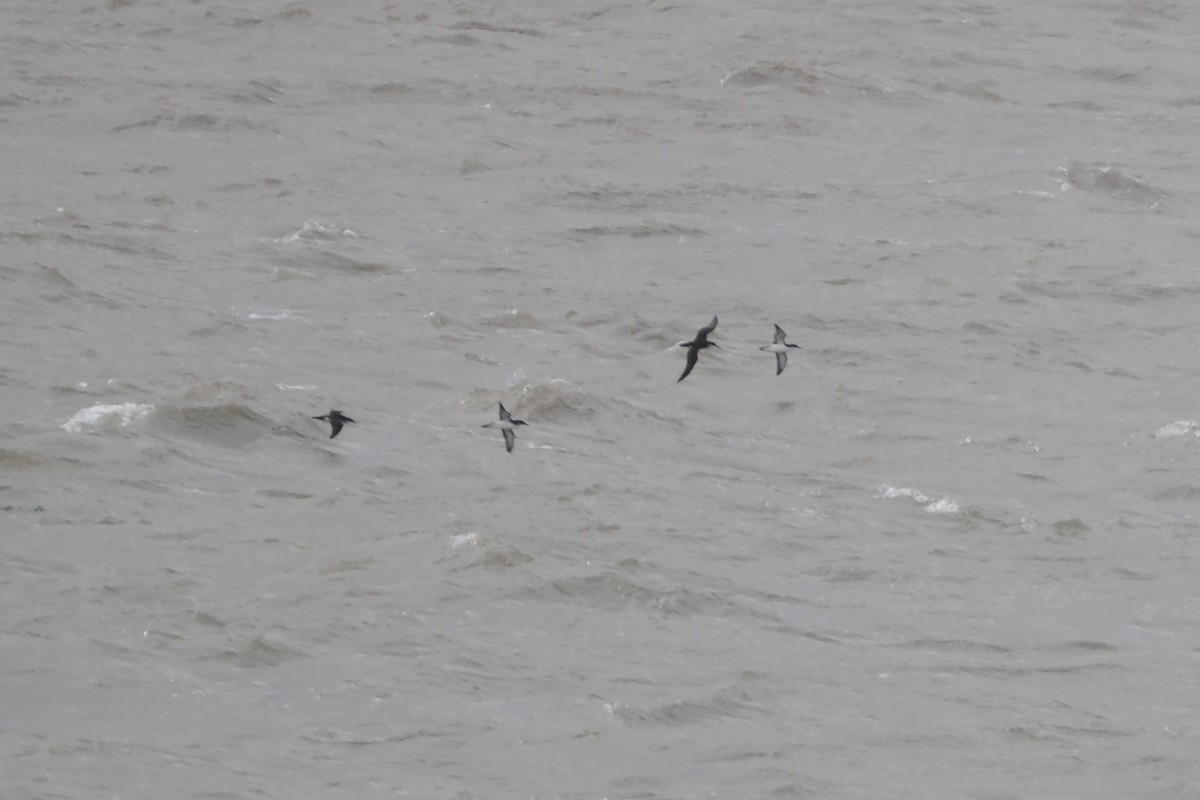 Manx Shearwater - ML639664502